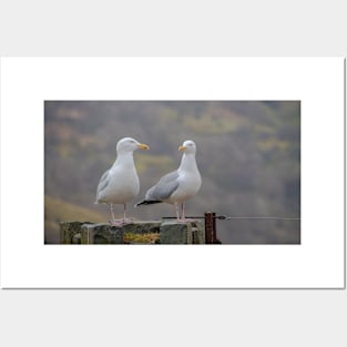 Two Seagulls sitting on a fence Posters and Art